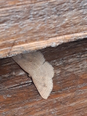 Epicyme rubropunctaria