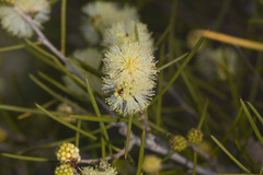 Melaleuca stereophloia