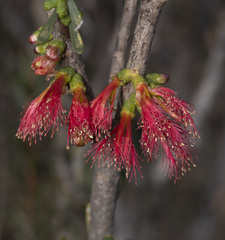 Melaleuca blepharosperma