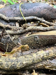 Nectria cinnabarina