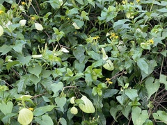 Mussaenda formosanum