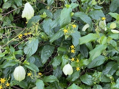 Mussaenda formosanum