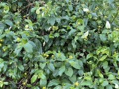 Mussaenda formosanum