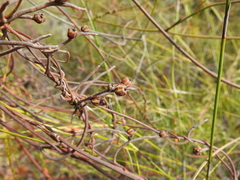 Cassytha pubescens