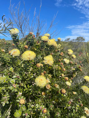 Melaleuca megacephala