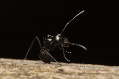 Polyrhachis mackayi