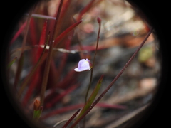 Utricularia lateriflora