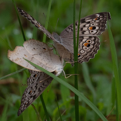 Junonia atlites