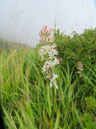 Japanese Sticky False Asphodel (Triantha japonica)