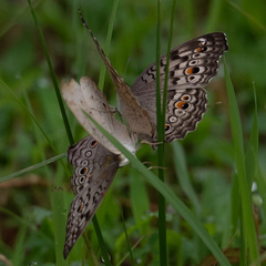 Junonia atlites