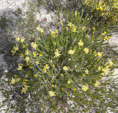 Petrophile ericifolia