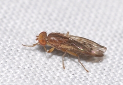 Opomyza