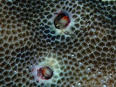 Paguritta corallicola