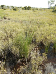 Machaerina teretifolia