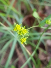 Bupleurum falcatum
