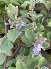 Vitex rotundifolia