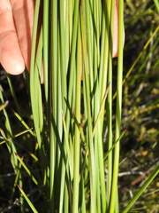 Machaerina teretifolia
