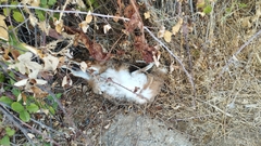 Lepus granatensis