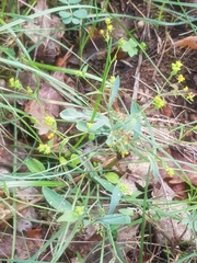 Bupleurum falcatum