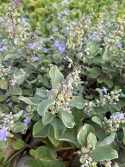 Vitex rotundifolia