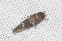 Mompha subbistrigella