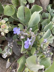 Vitex rotundifolia