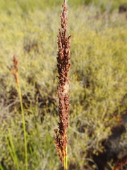 Machaerina teretifolia