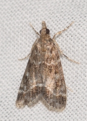 Eudonia mercurella