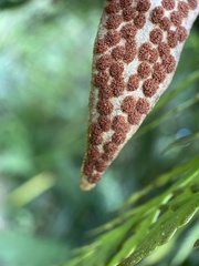 Pyrrosia eleagnifolia