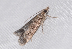 Eudonia mercurella