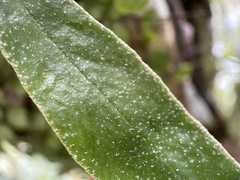 Pyrrosia eleagnifolia