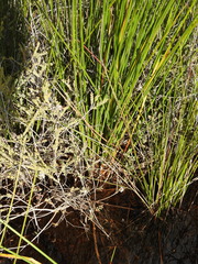 Machaerina teretifolia