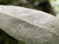 Pyrrosia eleagnifolia
