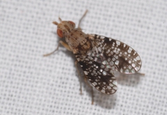 Trypetoptera punctulata