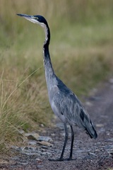 Ardea melanocephala