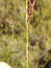 Machaerina teretifolia