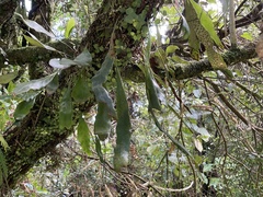 Pyrrosia eleagnifolia