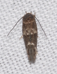 Mompha subbistrigella