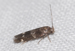 Mompha subbistrigella