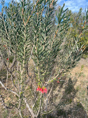 Melaleuca blepharosperma