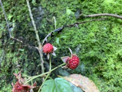 Rubus kawakamii