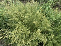 Artemisia annua