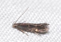 Aproaerema anthyllidella