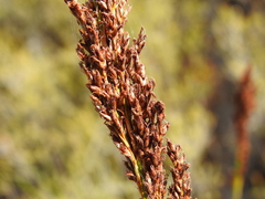 Machaerina teretifolia