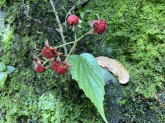 Rubus kawakamii