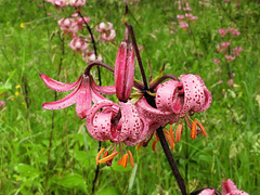 Lilium martagon