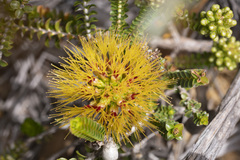 Melaleuca variegata