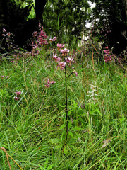 Lilium martagon