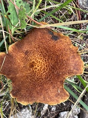 Suillus cavipes