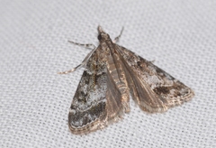 Eudonia mercurella